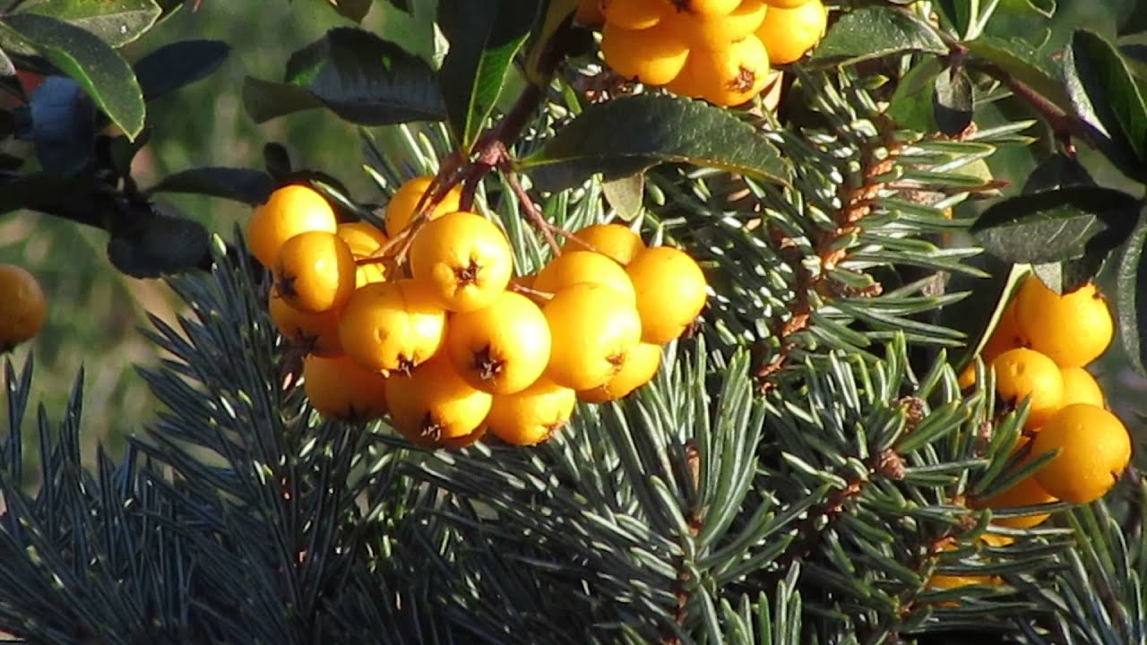 Canon Powershot SX600 hs test video
