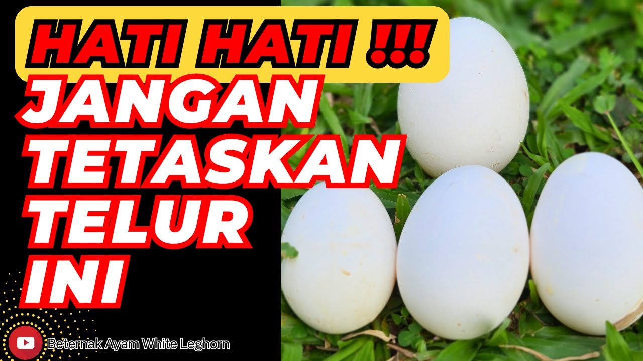 PELAJARAN PENTING ‼️ BEGINI PENANGANAN AYAM WHITE LEGHORN 🐔 INDUKAN BARU BERTELUR 🥚💯