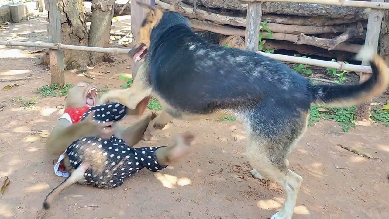 SokYaa and Phao Become Unlikely Best Friends  - You Won't Believe This Bond