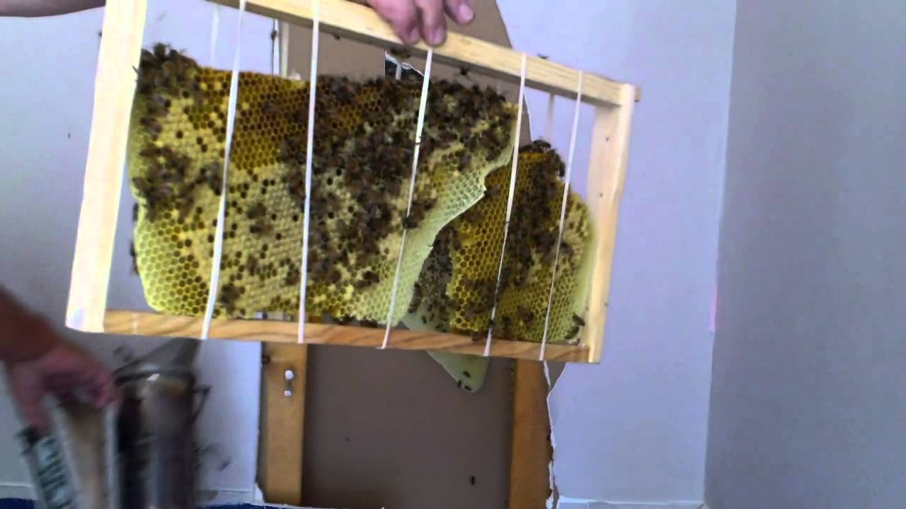 Independence Day Hive Removal