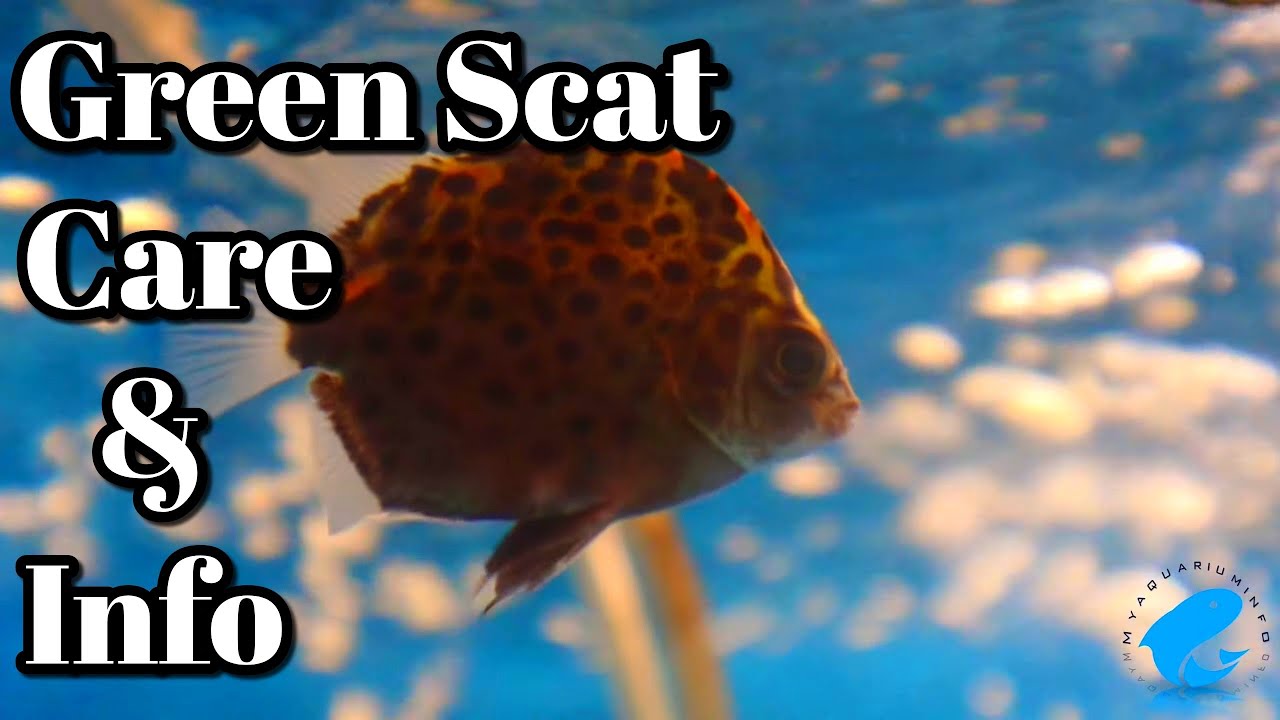 Green Scat Care and Information - Freshwater Scat (Scatophagus argus)