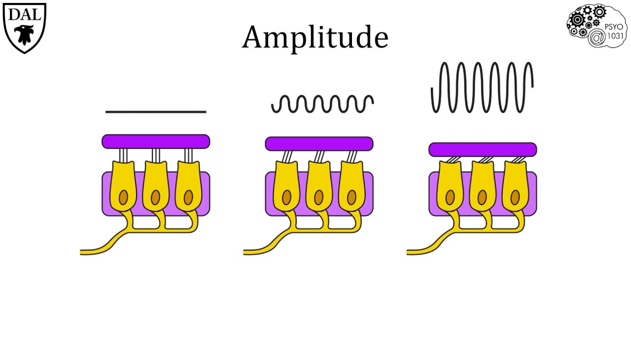 Tricky Topics: Auditory Discrimination