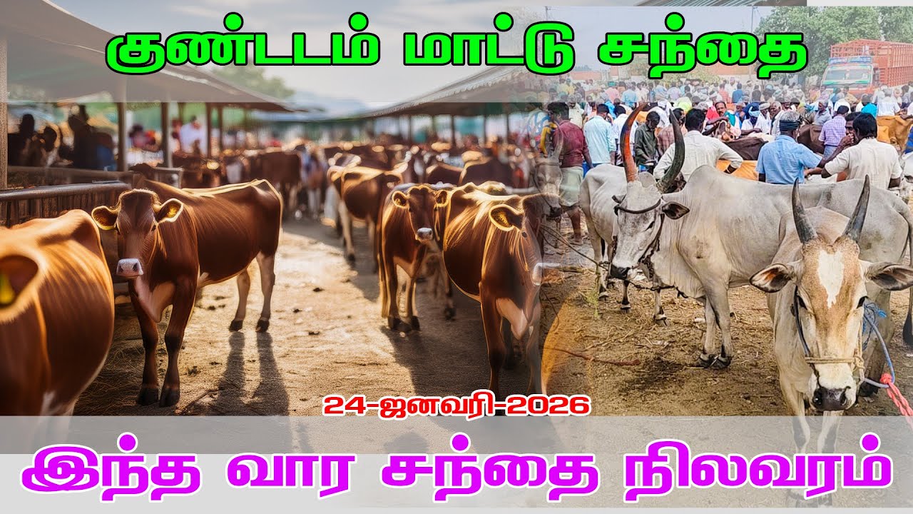 Kundadam mattu santhai #kangayam_kalai #kangeyam_breed
