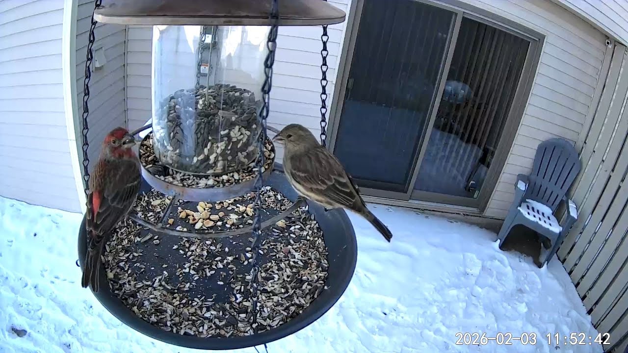 2026/02/03 - A very cute House finch couple stops by for a lunch time meal