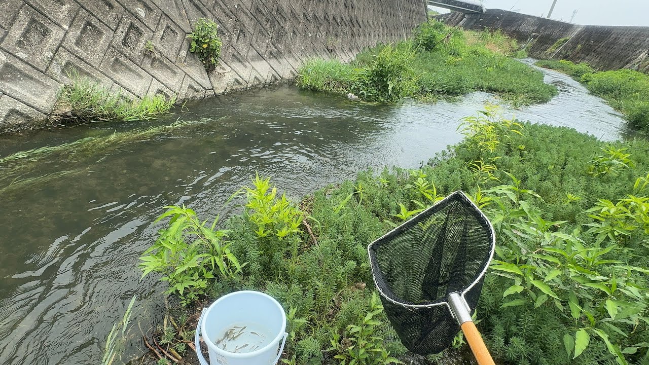 コイ？フナ？の稚魚が大量発生【ガサガサ】