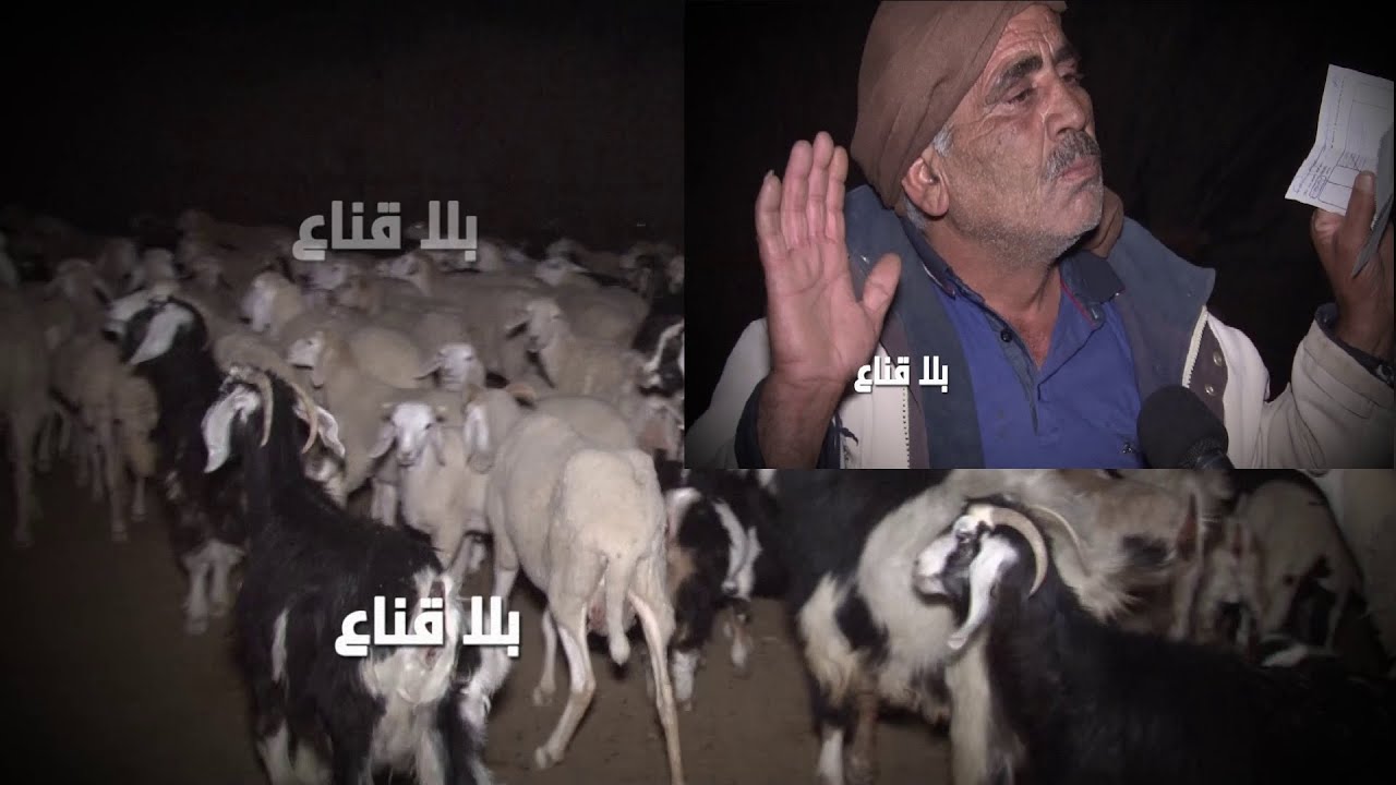 فضيع ما يحدث:علوش العيد سيصل الى مليونين والسبب بارونات متحالفة لاحتكار الأعلاف والمسؤولين نائمين