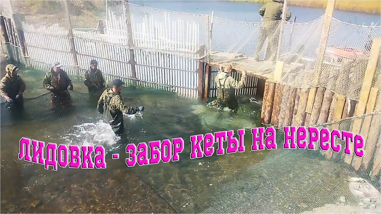 Лидовка 2024 / Ход кеты в речку. Они выпустили малька и теперь пришла взрослая рыба.