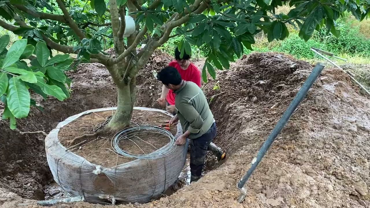 Tiến hành đánh ủ ,cây mai vàng Yên Tử bóng khủng .
