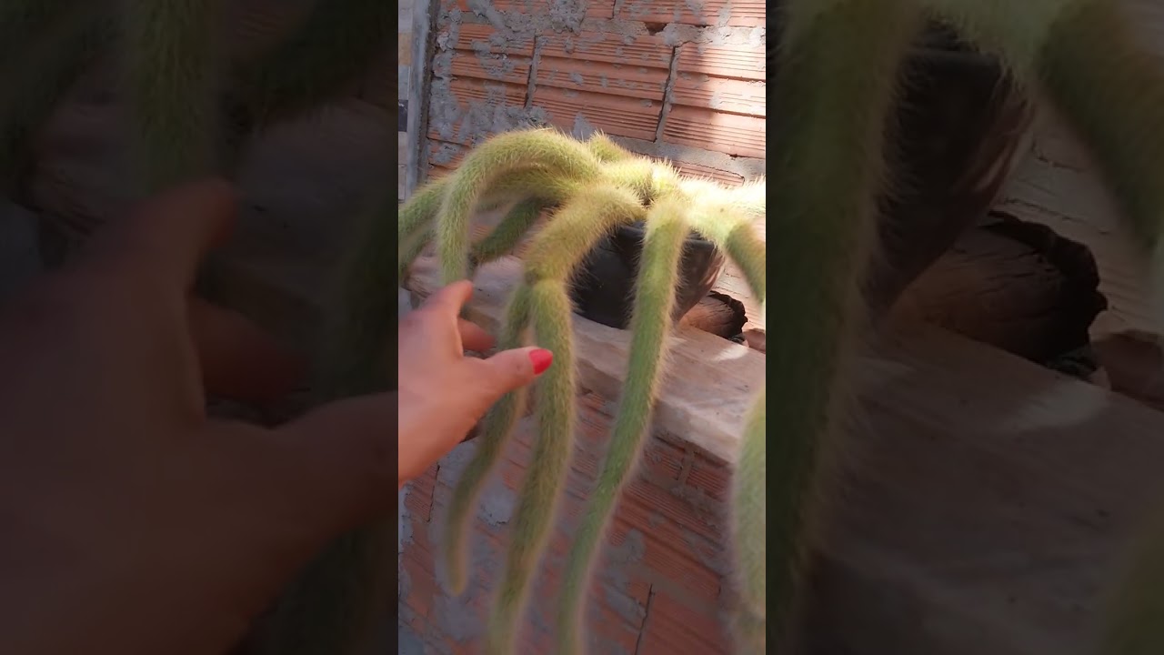 Qual o melhor Sol 🌞  para seu rabo de macaco?