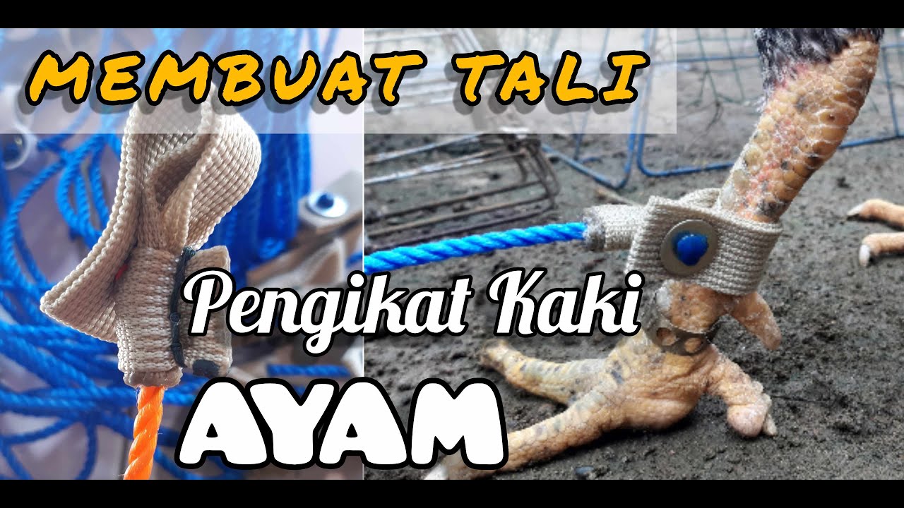 Cara Mudah Membuat Tali Ayam