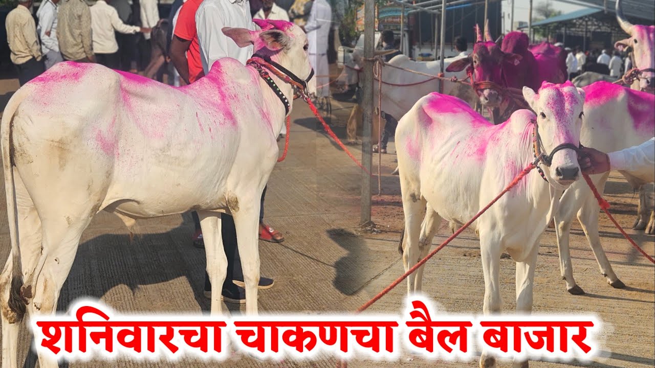शनिवारचा चाकणचा बैल बाजार,,दि-‌12/04/2025…Chakan Bail Bajar..Bail Bazar chakan..#Chakan