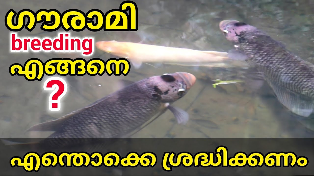 ഗൗരാമീ breeding 😀 | Giant gourami fish breeding | #giant_gourami #breeding | thodupuzha udumbannoor