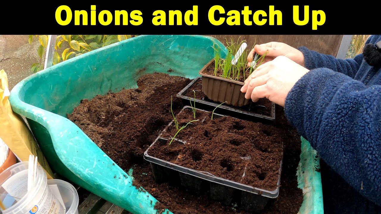 Potting On Onions | Catch Up | #BuildersBucketChallenge2021 | Green Side Up