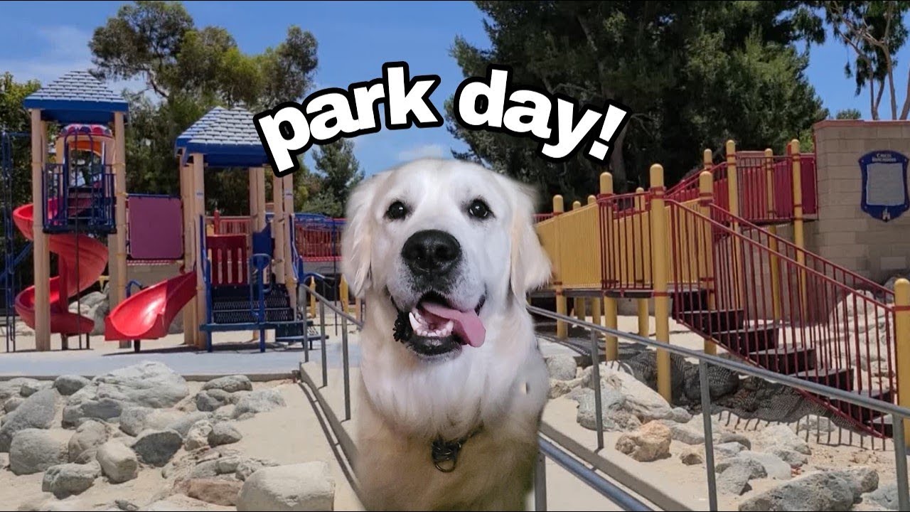 Golden retriever goes to the playground! |  Dog park and playground adventure day!