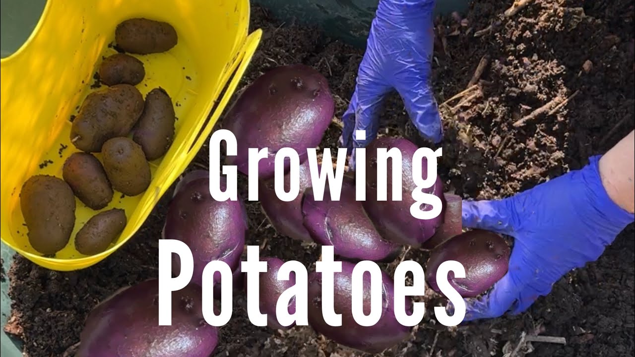 How to Plant Potatoes & Grow a Potato Harvest *Forever in a Bucket & Make Free Soil Compost in Place