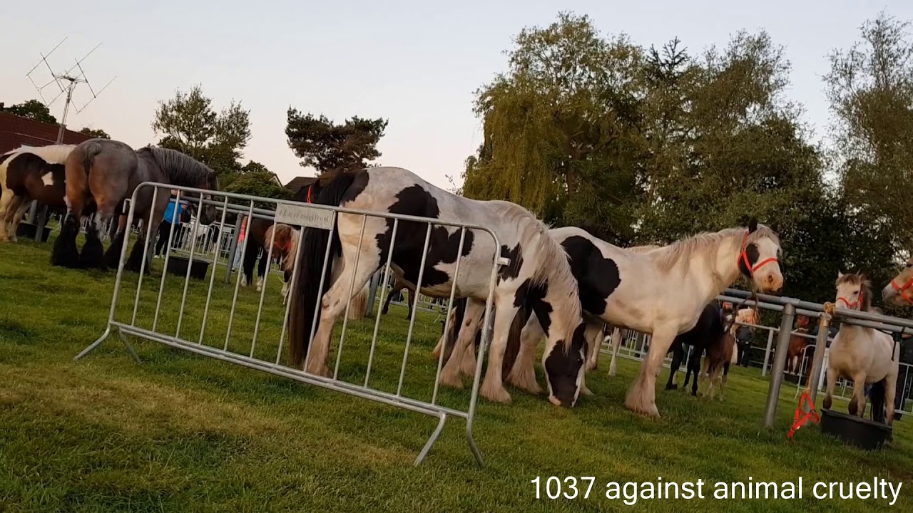 paardenmarkt Oude Schoot