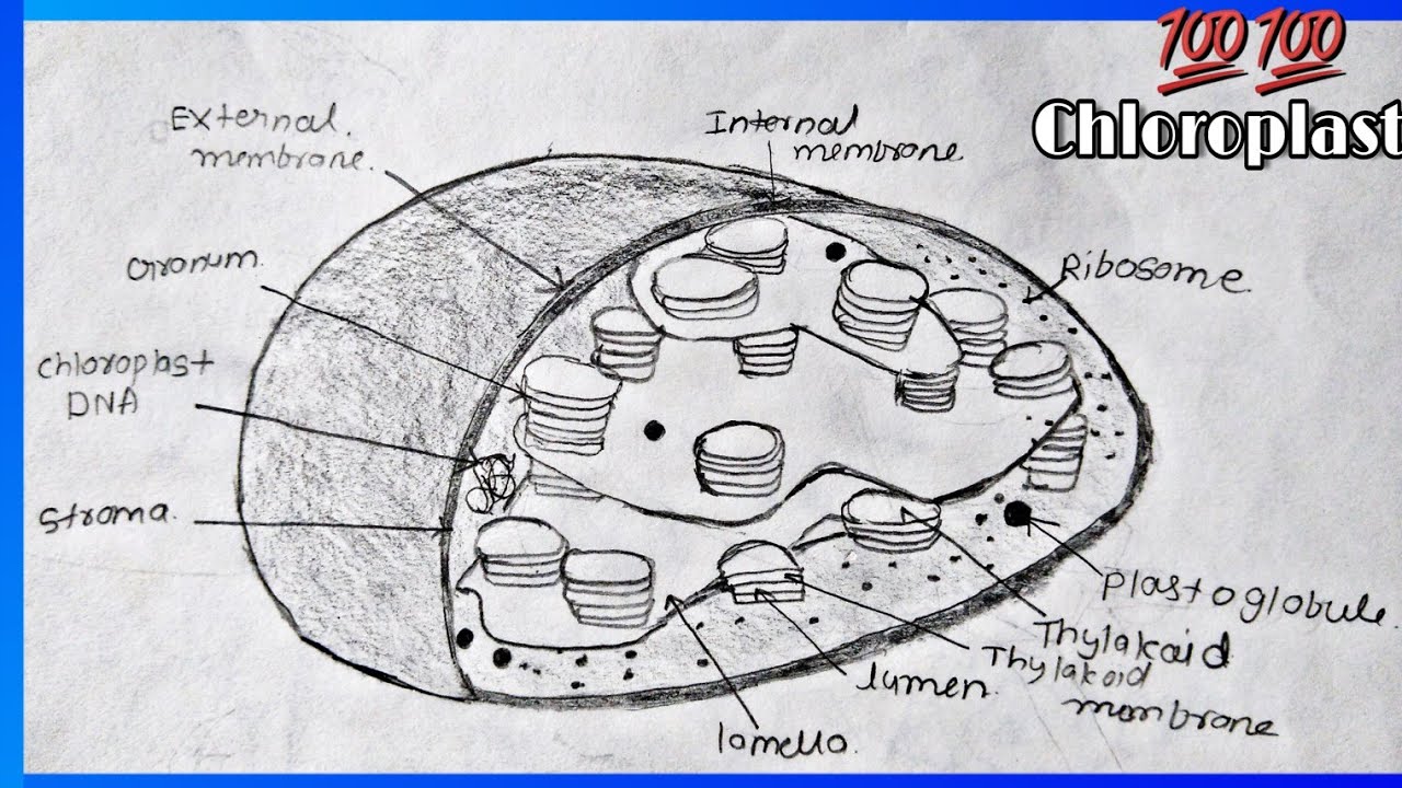 How to draw chloroplast labelled diagram | of photosynthesis light reaction | easily