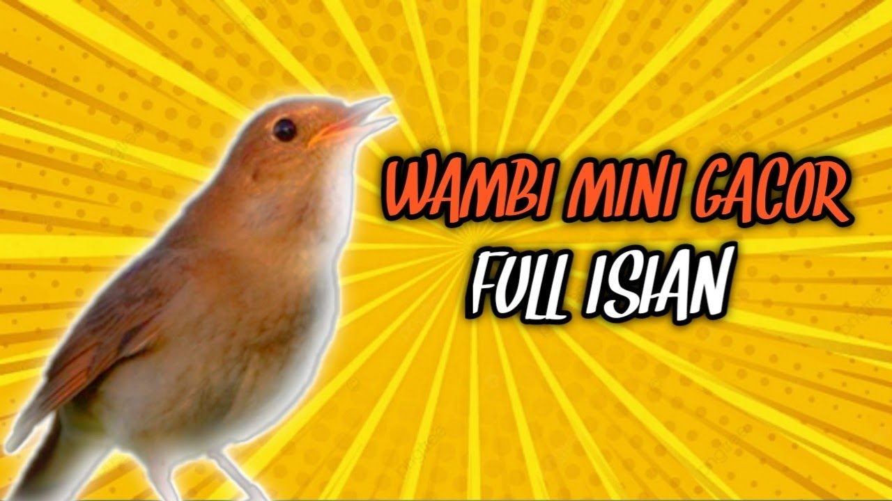 Masteran Wambi Mini Gacor Full Isian Jernih
