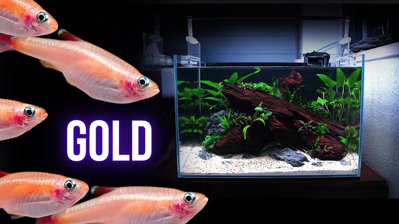 The beauty of GOLD WHITE CLOUD MINNOWS in an AQUARIUM | EP2 NO SOIL AQUARIUM