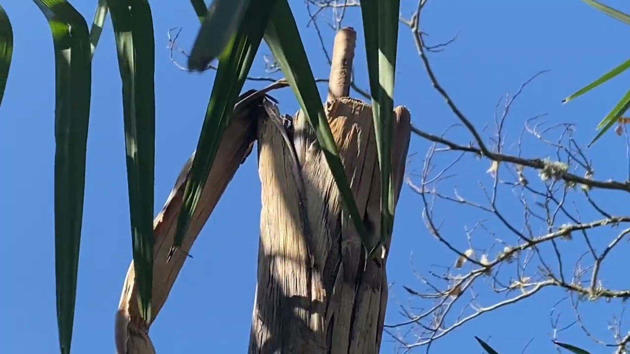 How to tell your Musa basjoo is alive after winter.
