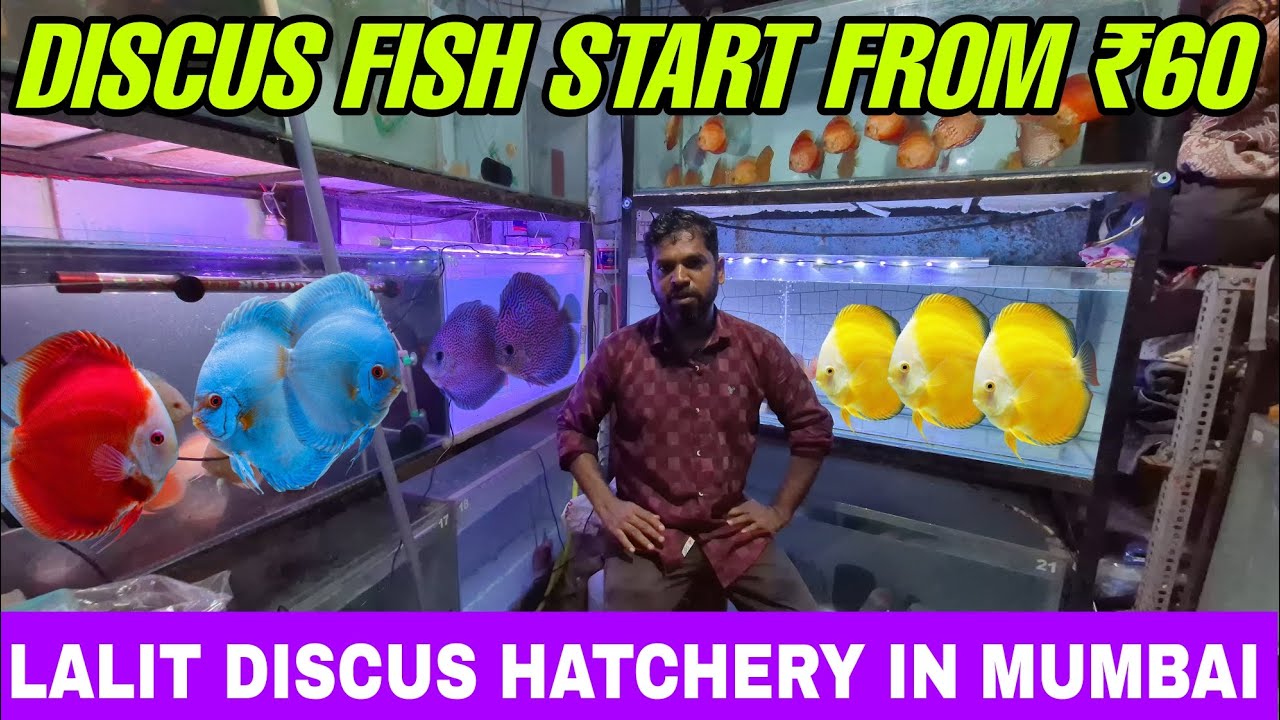Lalit Aquatic Mumbai | Discus Fish Start ₹60 | discus Hatchery In Mumbai