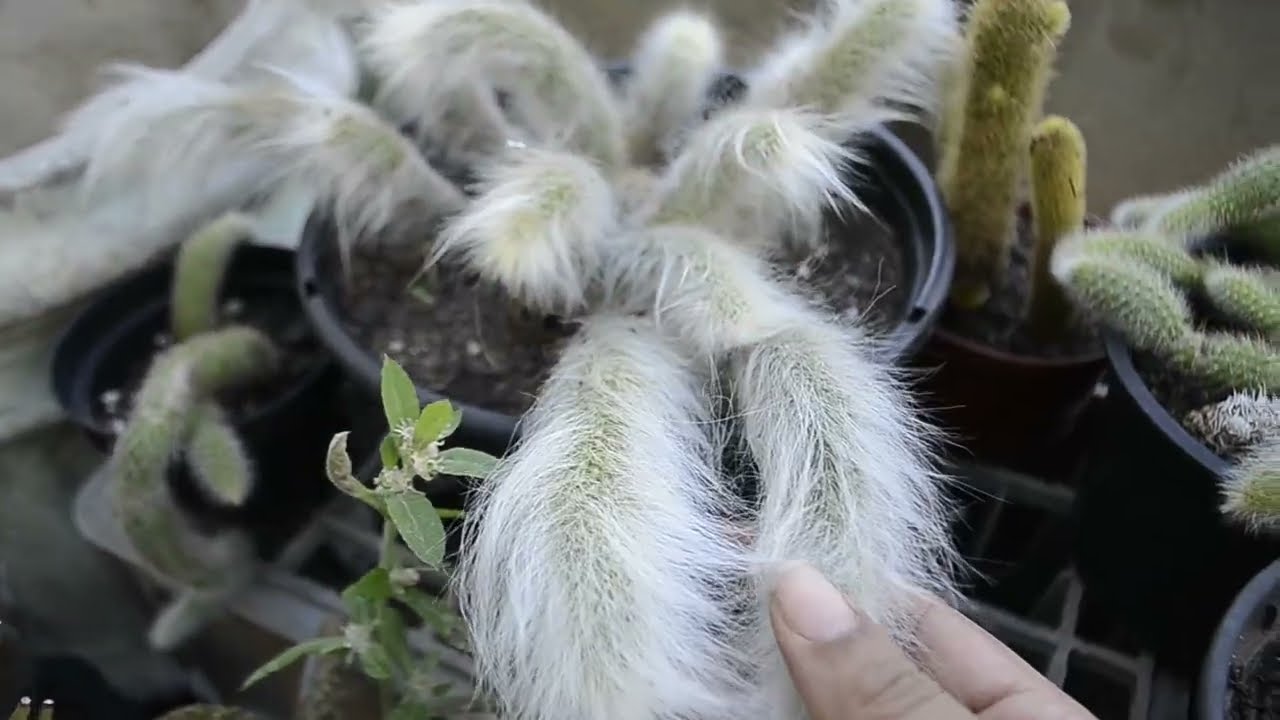 4 dicas r&aacute;pidas de como cuidar de CACTOS em casa ou apartamento
