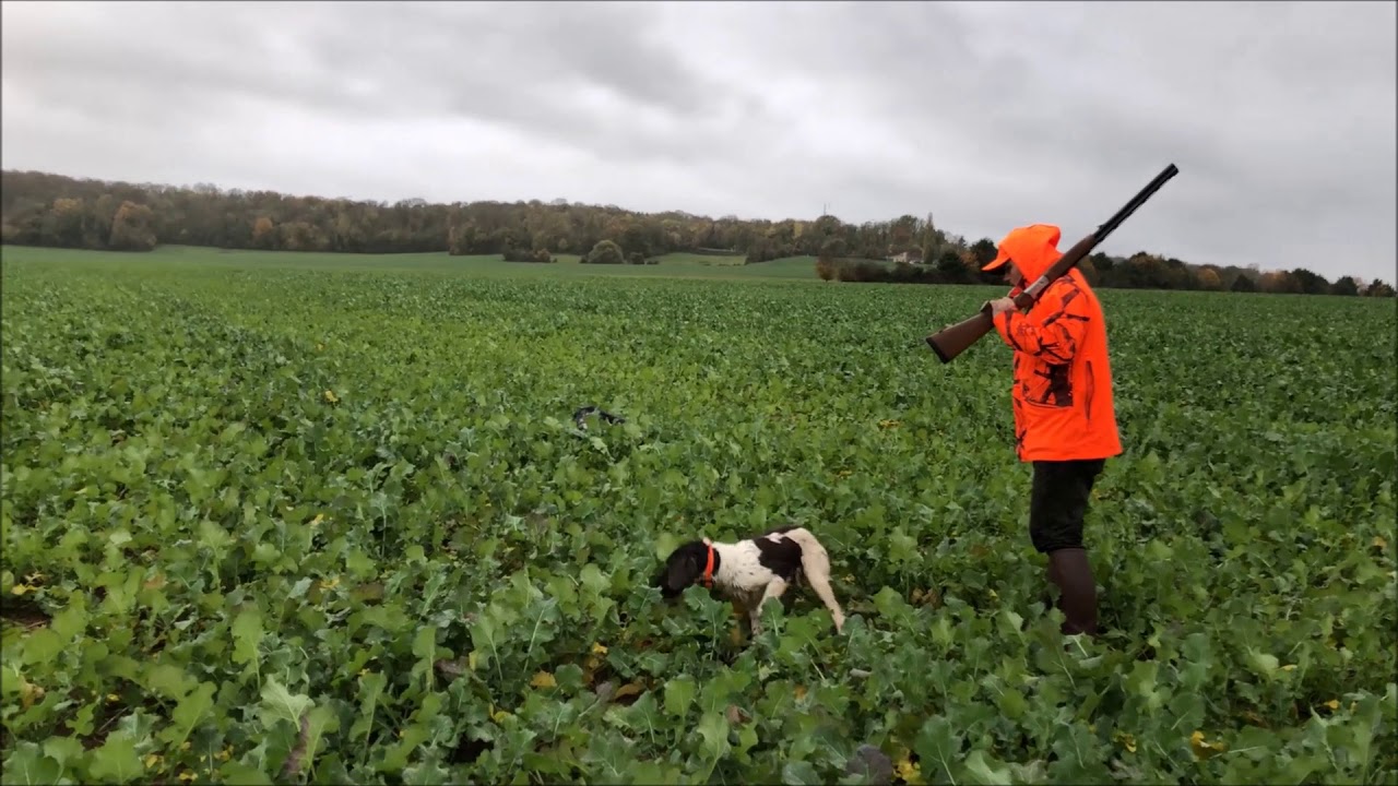 Chasse avec épagneul breton et munsterlander