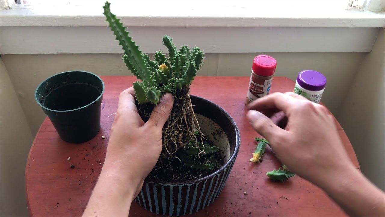 Let's Propagate: Lifesaver Cactus (Huernia Zebrina)