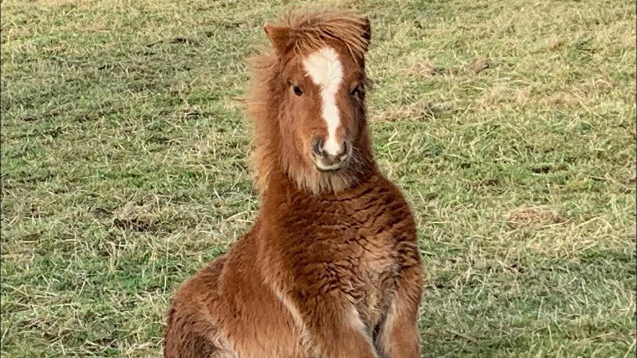 It Took Carrots! 🥕 Moving the Big Horses & Shetland Pony Rewards
