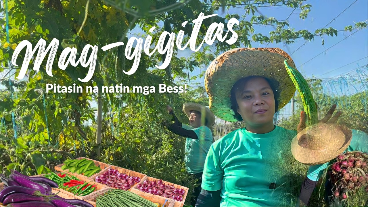 MAG-GIGITAS, Pitasin na natin mga Bess | Harvesting Sitaw, Ampalaya, Talong| Buhay Probinsya ni Beki