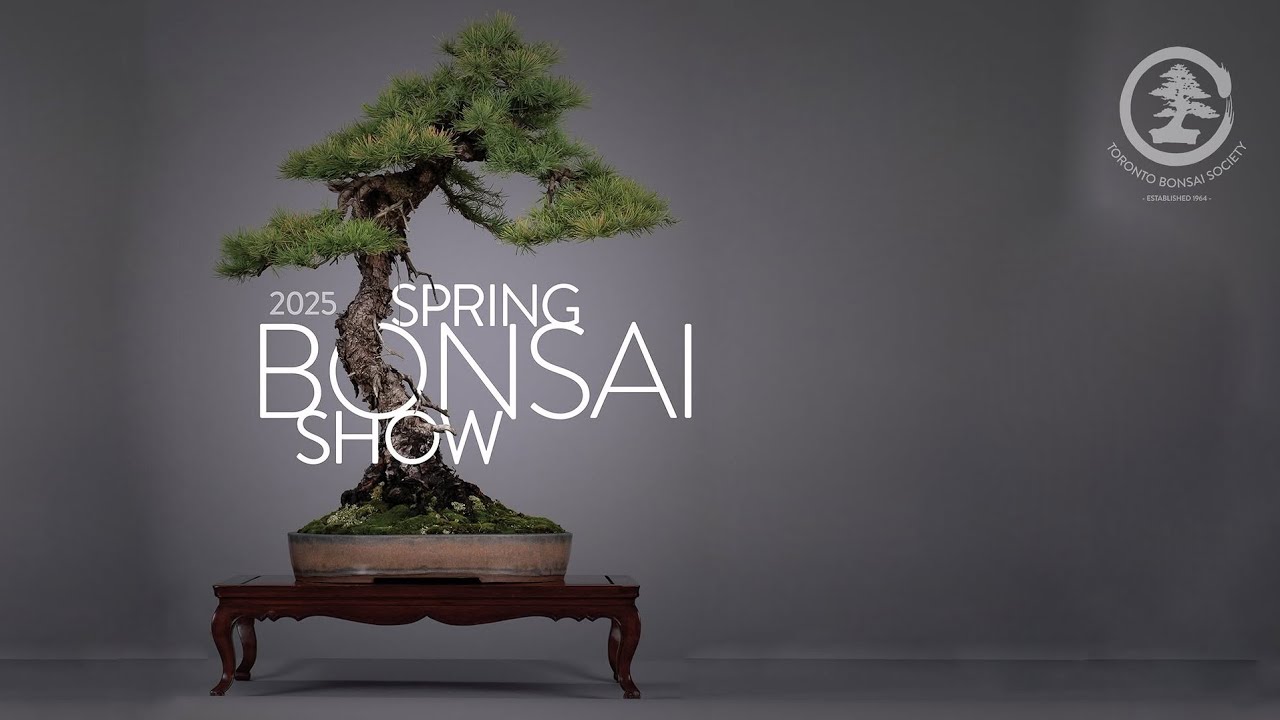 Toronto Bonsai Society Spring 2025 Show - Walk-through Tour