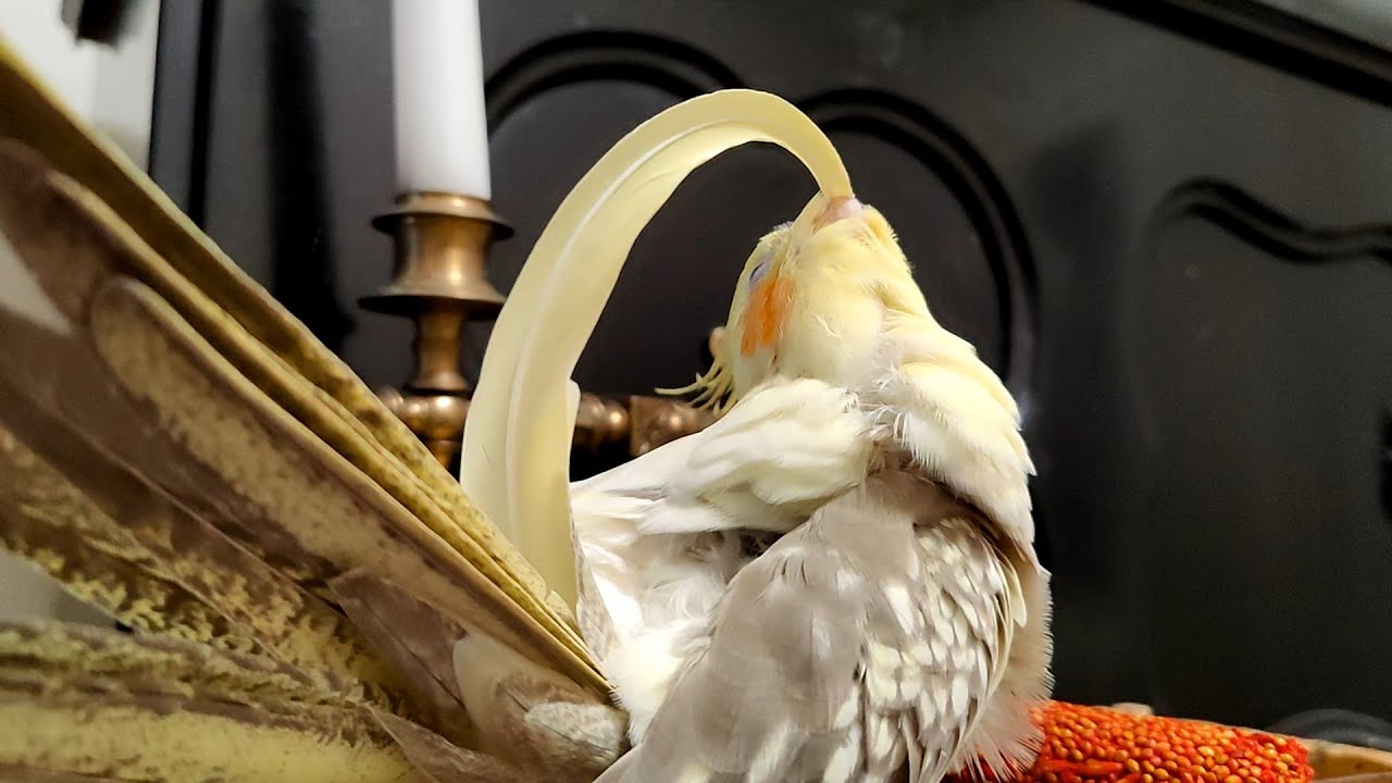 Just a regular self-cleaning of a birb