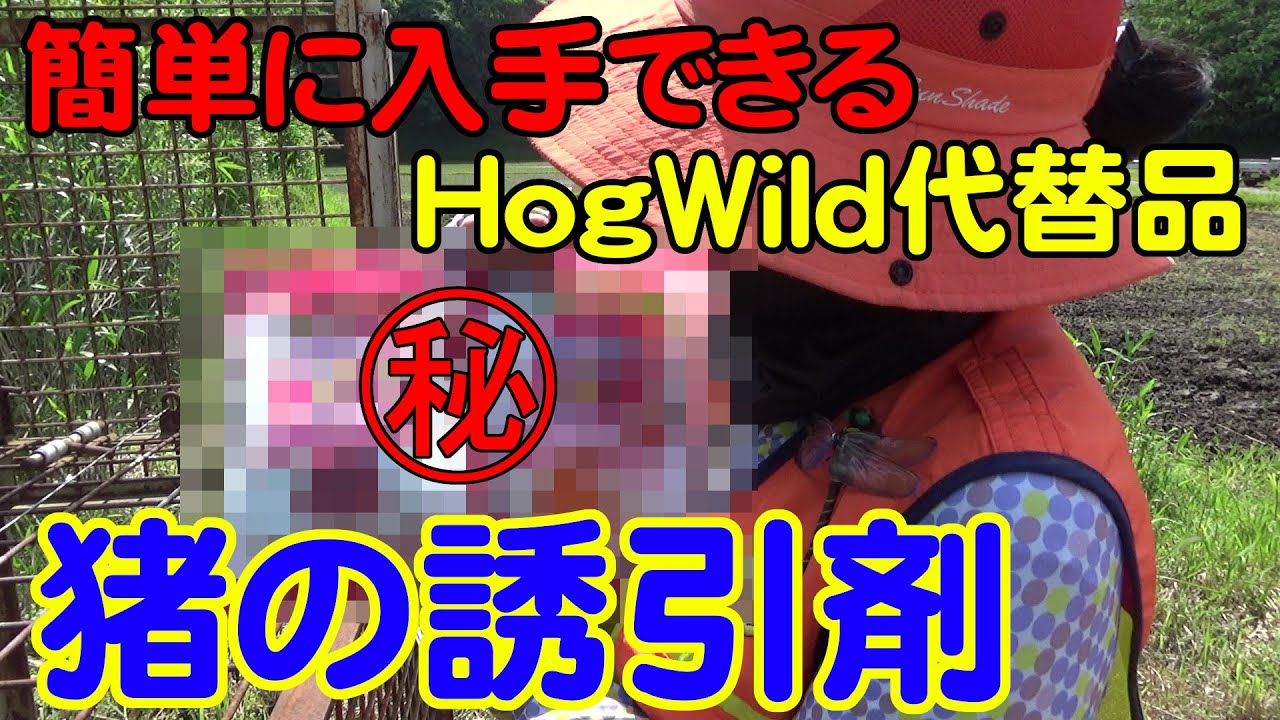 【狩猟解説】Vol.08 イノシシの誘引剤？旦那が隠し持っていたものとは？ 鬼嫁ショッピング開店！？【イノシシ猟】【わな猟】