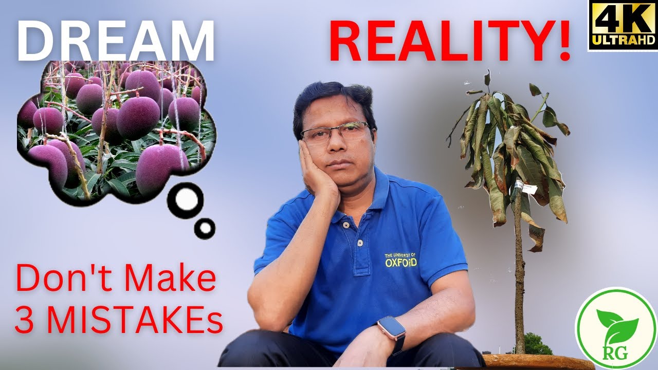যে সব ভুলের জন্য মরে যায় আম গাছ | Don’t Make 3 Mistakes When Planting Mango Plants @rajgardens