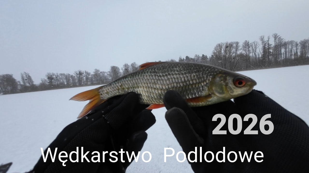 Płociowe Eldorado Spod Lodu  wędkarstwo podlodowe 2026