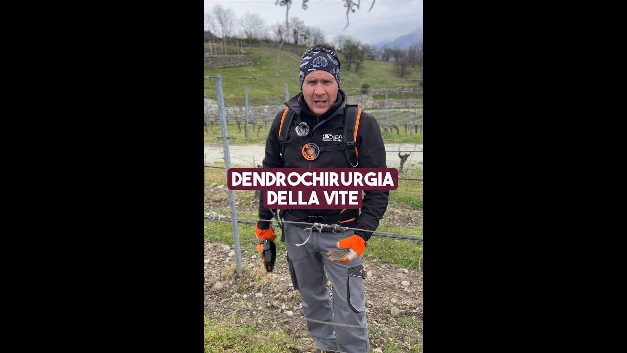 La Dendrochirurgia della Vite in Valle d'Aosta