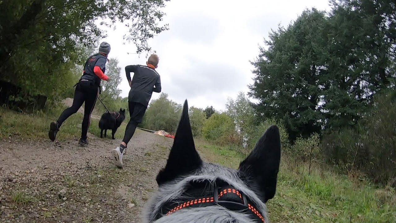 Hindernislauf mit Hund im Hunsrück | SWR | Landesschau Rheinland-Pfalz
