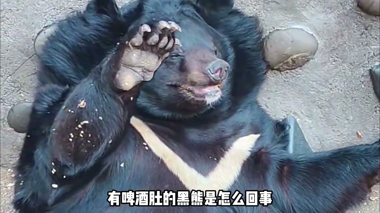 两元门票还能将猛兽当猪养，攀枝花动物园诠释了什么叫爱常觉亏欠