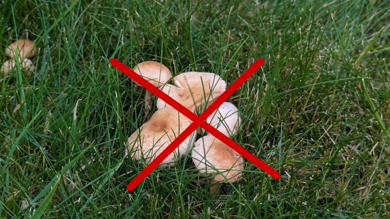Pilze im Rasen: was du auf keinen Fall machen solltest!