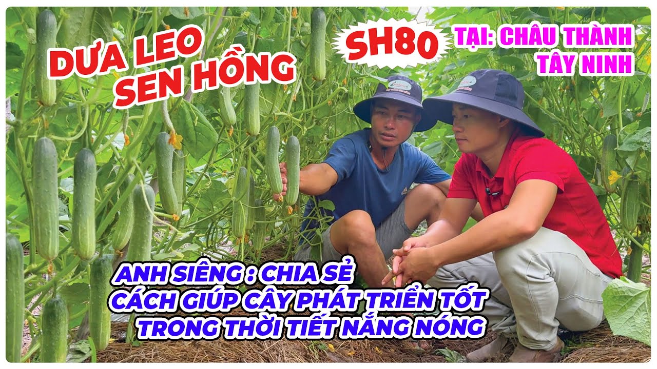 THĂM RUỘNG DƯA LEO SEN HỒNG SH80 TRỒNG TRONG THỜI TIẾT ĐỈNH ĐIỂM MÙA NẮNG TẠI CHÂU THÀNH, TÂY NINH