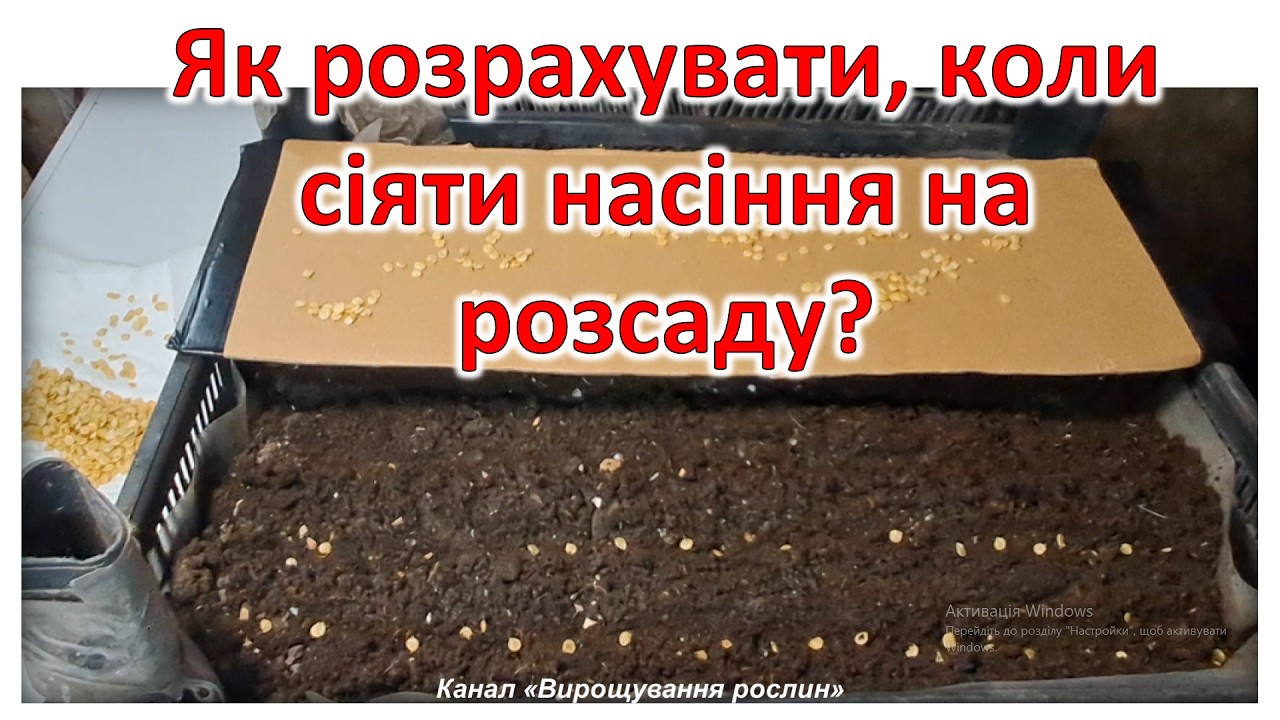 Як розрахувати, коли сіяти насіння на розсаду? Мій досвід вирощування