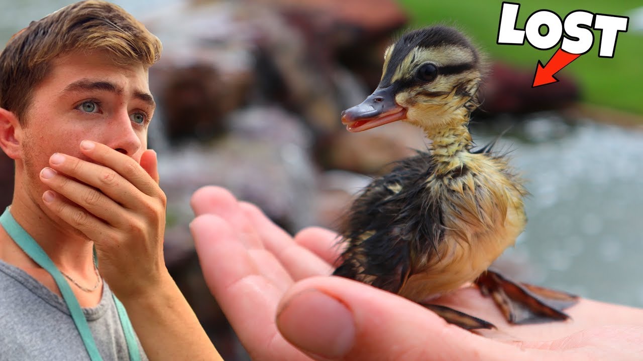 Rescuing Baby Abandoned Duck... Viewer Discretion Advised