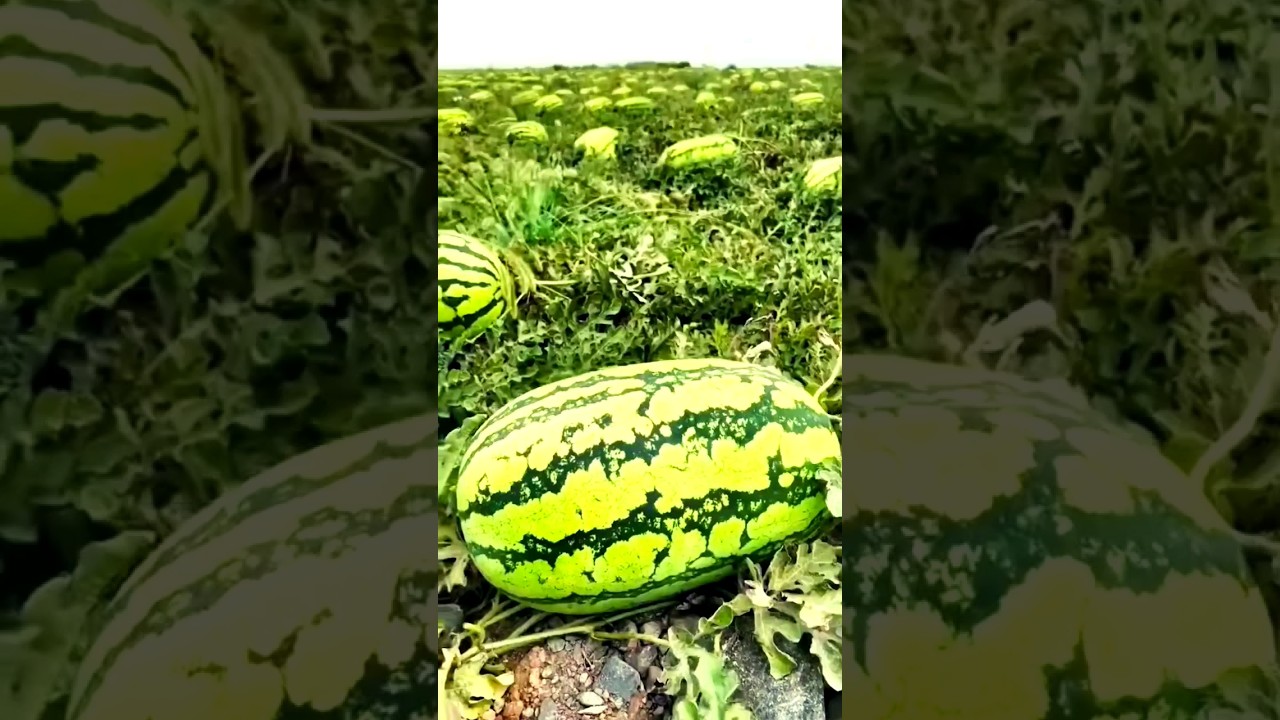 ♥️Big Fruit Field show||watermelon 
