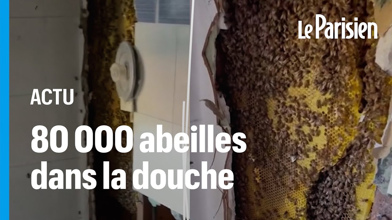 Une ruche géante de 80 000 abeilles retrouvée derrière une douche