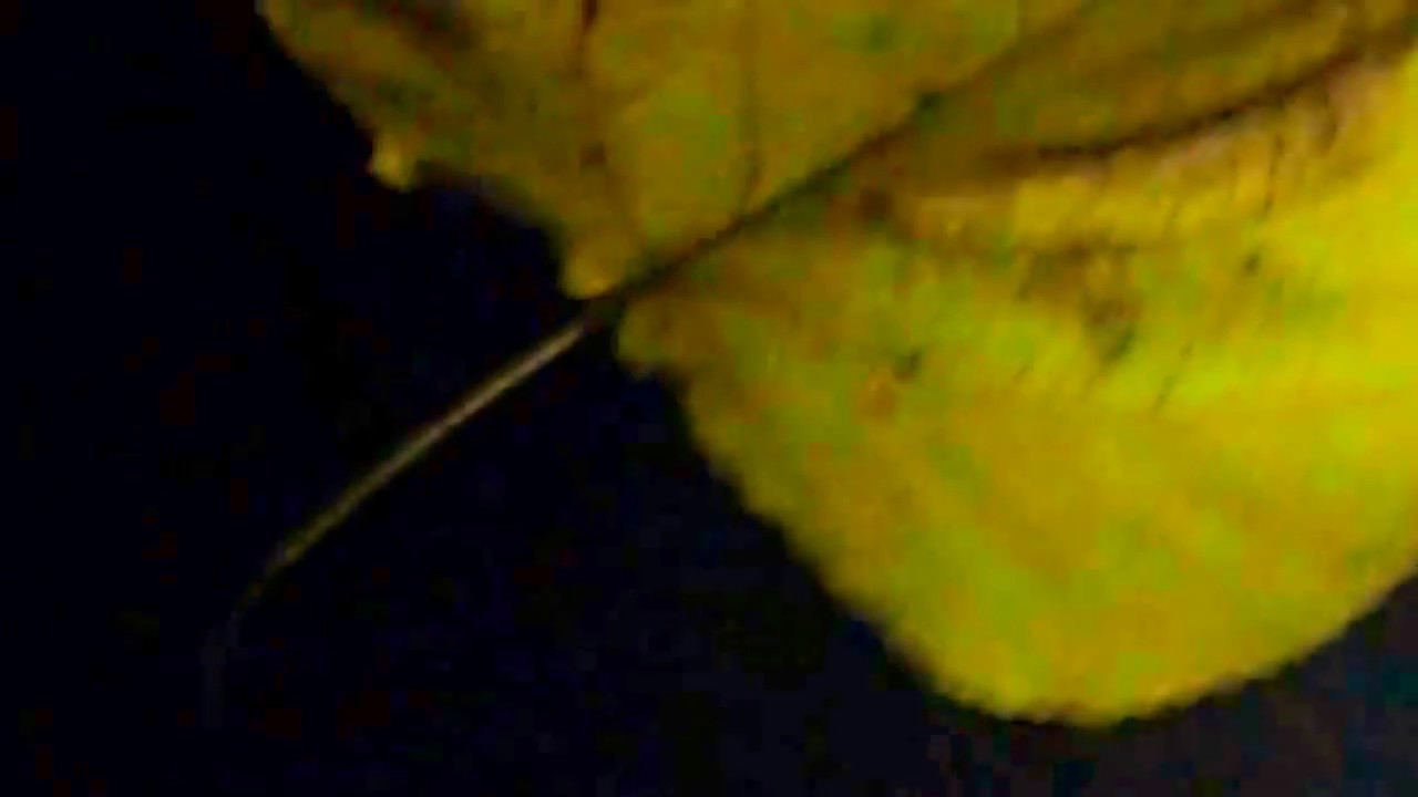 LASCIA CH`IO PIANGA  SONYA YONCHEVA (H&Auml;NDEL)