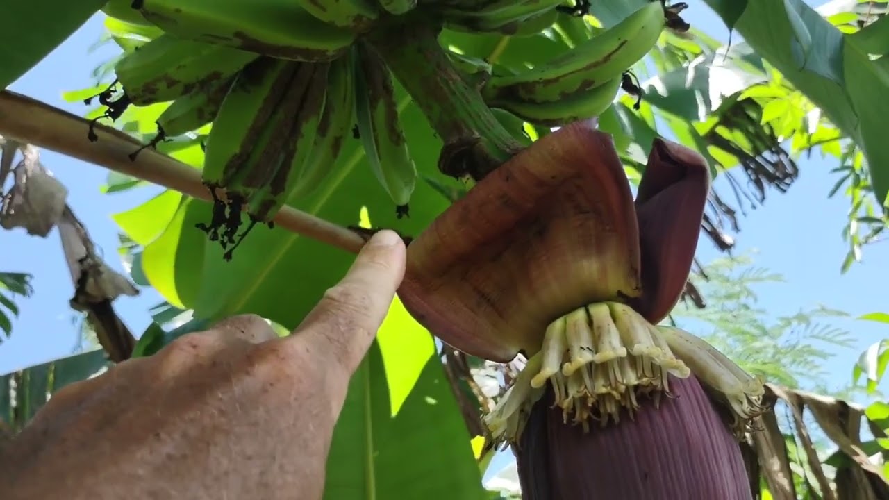How to make your bananas ripen faster 