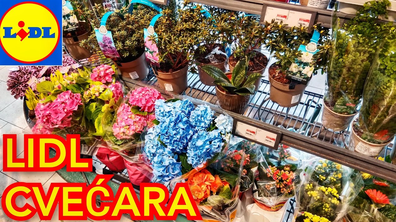 Lidl Cvećara - Buketi, Ruže, Lale, Hortenzija, Sanseverija, Rododendron #lidl #flowers #cveće 