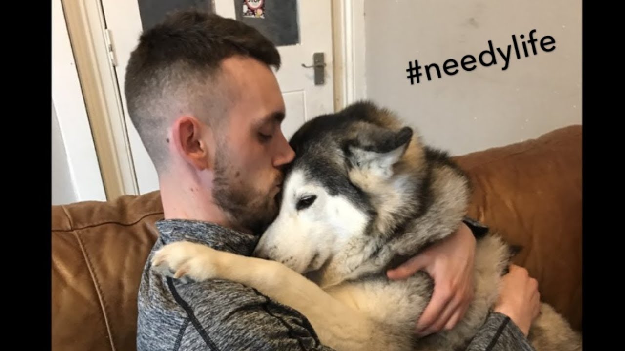 Have you ever met such a needy husky?? [YOUTUBE EXCLUSIVE]