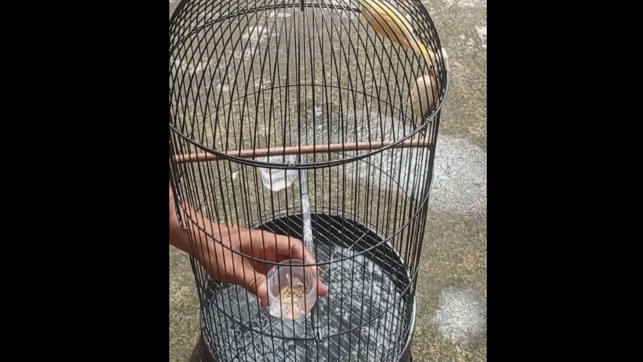 TIPS JITU KENARI OMBYOKAN LANGSUNG BUNYI GACORR!! 