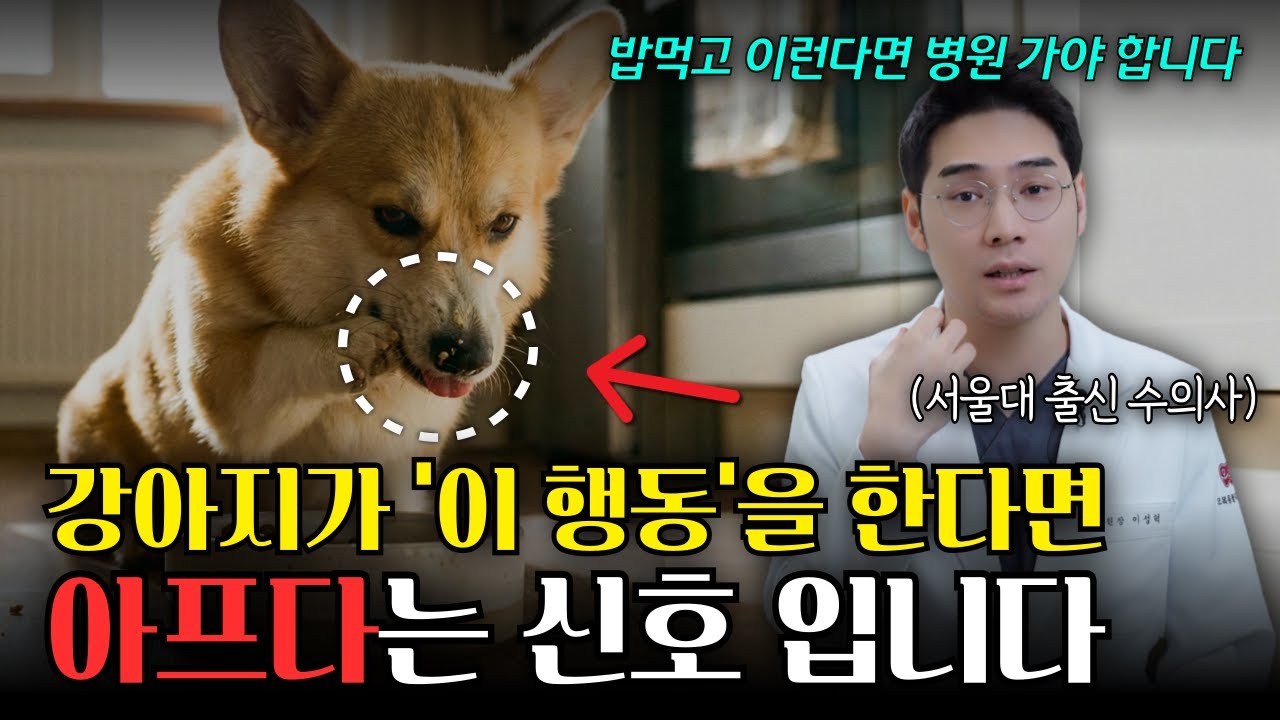 강아지 치아 아플때 보내는 구조신호 5가지, 지금 당장 확인해보세요 [마포동물병원, 오복동물치과]